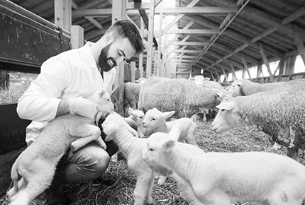 Berufshaftplflicht Großtier Tierarzt Großtierpraxis