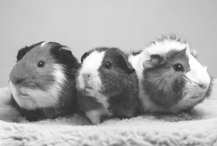 Berufshaftpflicht Kleintierpraxis Tierarzt Tierarzt Kleintierpraxis